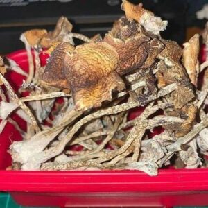 Bulk Mushrooms | psilocybin mushrooms for sale