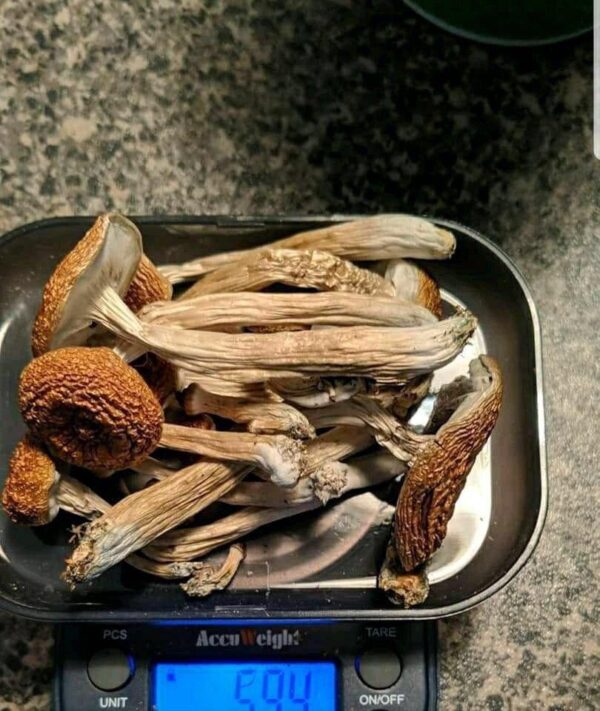 Bulk Mushrooms | psilocybin mushrooms for sale - Image 2
