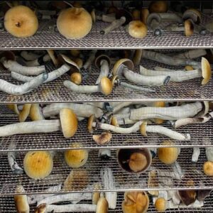 Wizardry Mushrooms