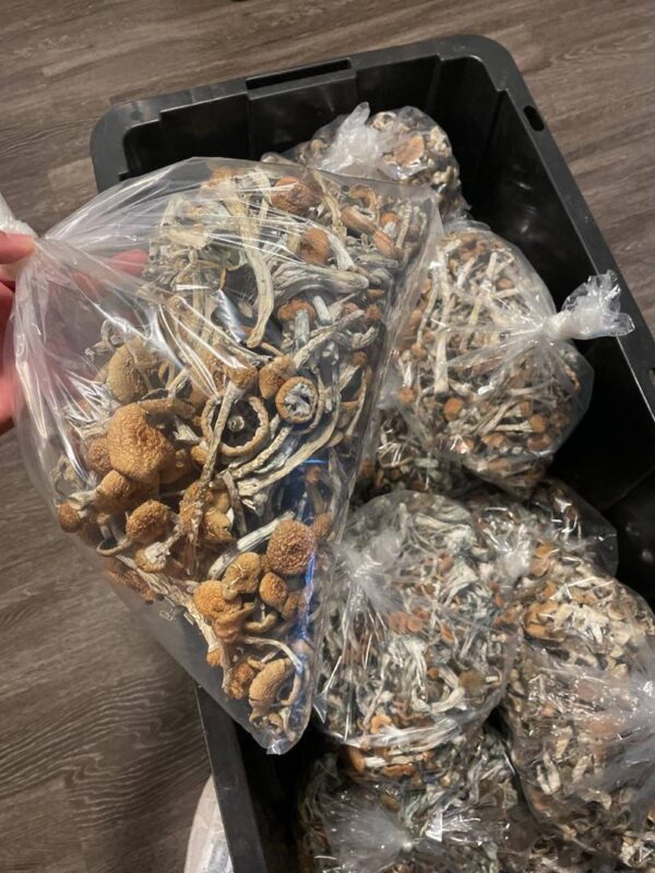 Avery’s Albino shrooms